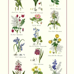 Cotton Tea Towel Botanic Garden